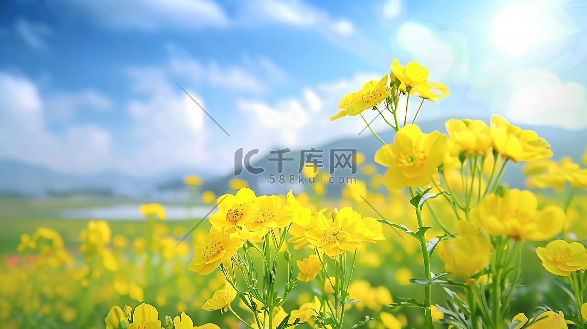 春天金黄油菜花摄影1高清摄影大图-千库网