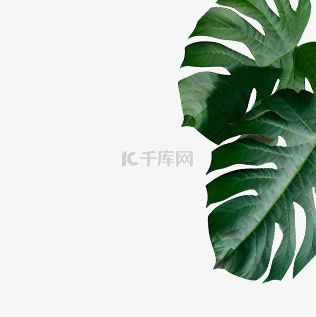 绿色植物叶子装饰素材图片免费下载-千库网