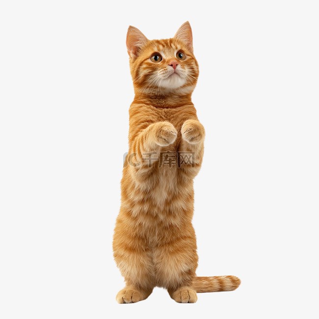 站立橙猫萌宠元素素材图片免费下载-千库网