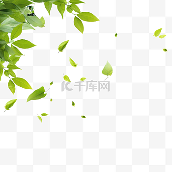 栾树图片-栾树素材-栾树模板图片下载-千库网